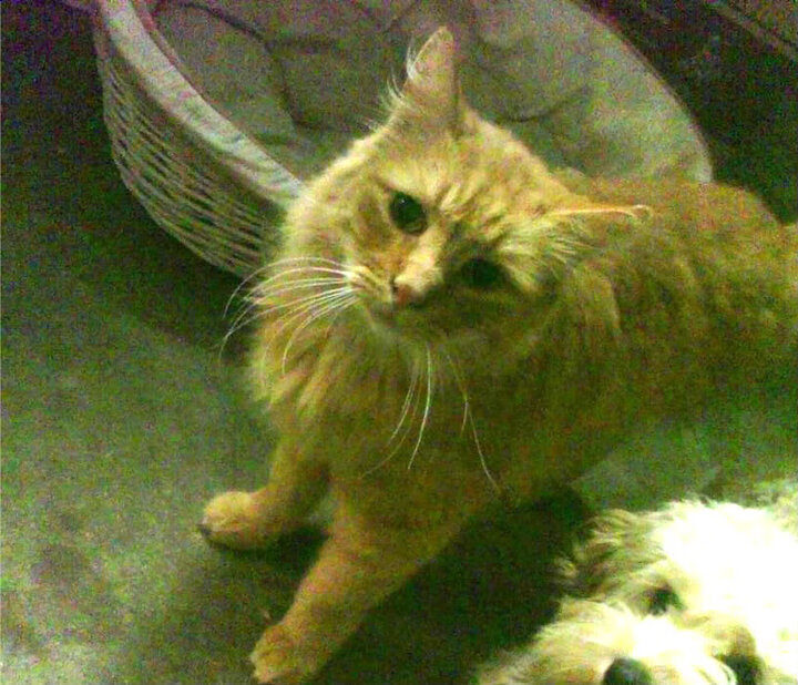 爱游戏真人体育娱乐-CBA球队重视球员伤病防护，cba球员伤情报告