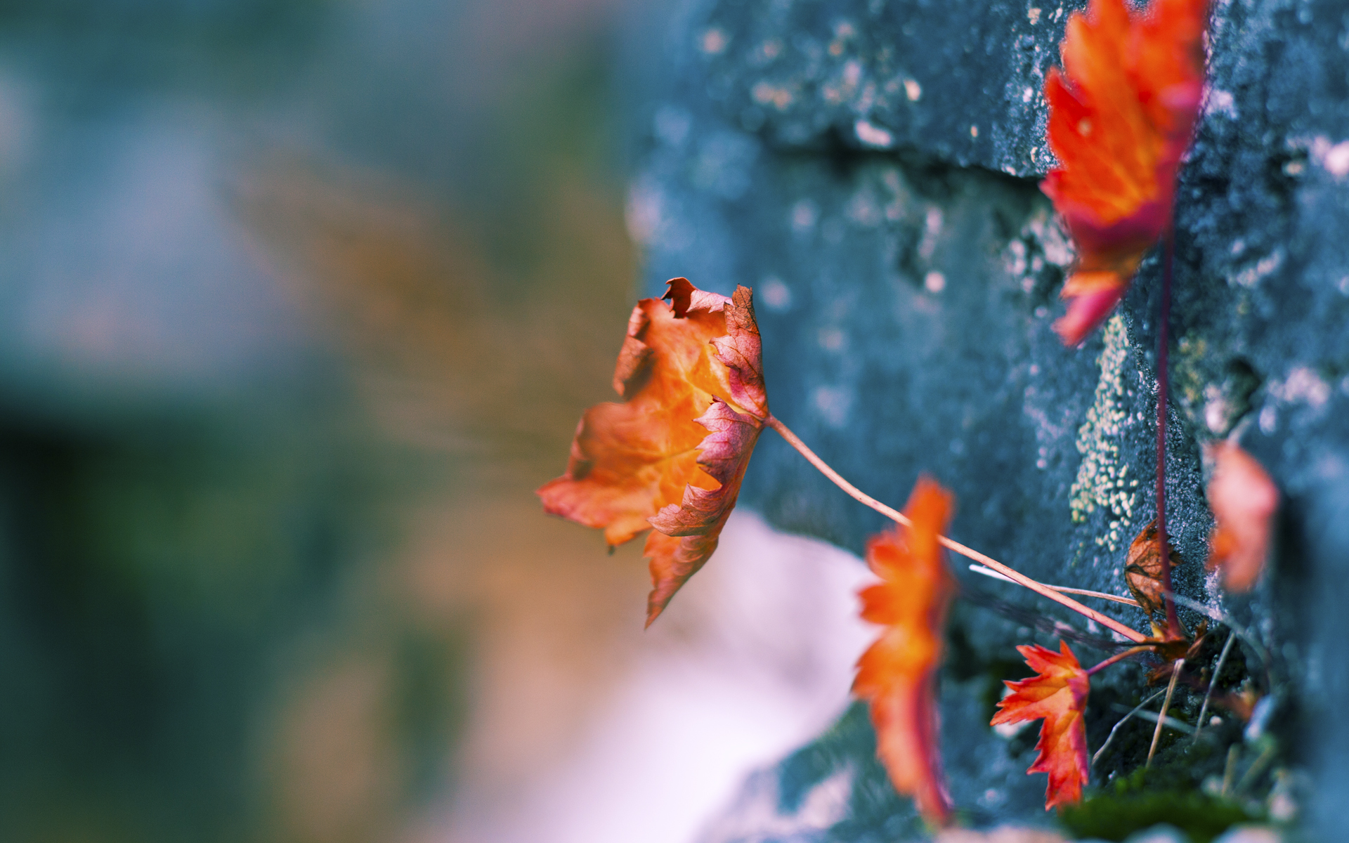 爱游戏电竞-中国女篮高强度对抗中展现坚韧意志，中国女篮高强度对抗中展现坚韧意志的是谁