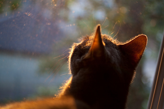 爱游戏体育入口-主力队长伤停是否会改变球队实力结构氛围，主力队员