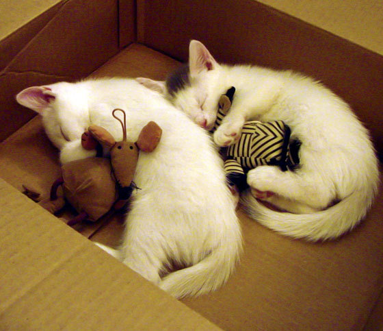 爱游戏全站注册-体育新闻中心主办国家级体育内容创作大赛，体育赛事新闻