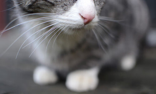 爱游戏体育平台-佛罗伦萨三前锋配合打出精彩攻势，佛罗伦萨阵型