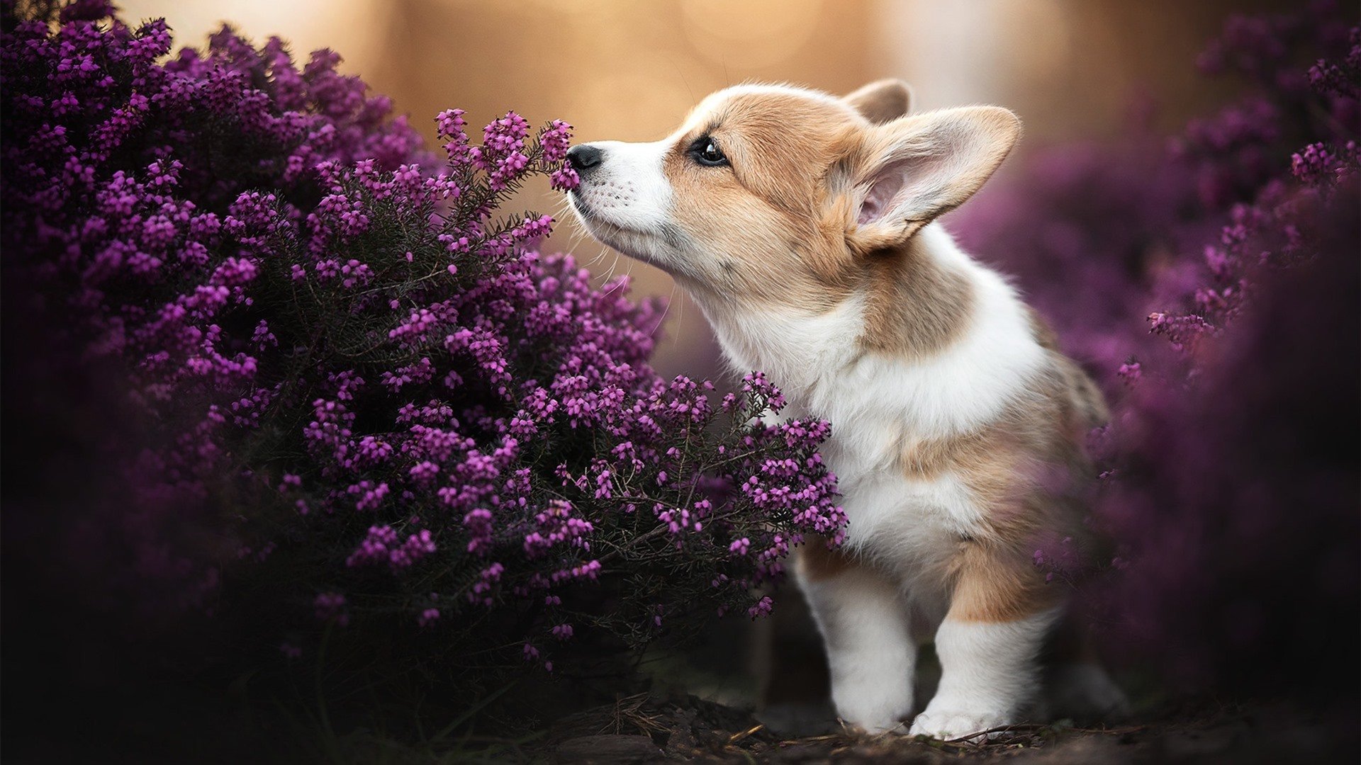 爱游戏全站注册-全国田径新人赛展现青少年爆发力与潜力，新田径竞赛规则与裁判方法