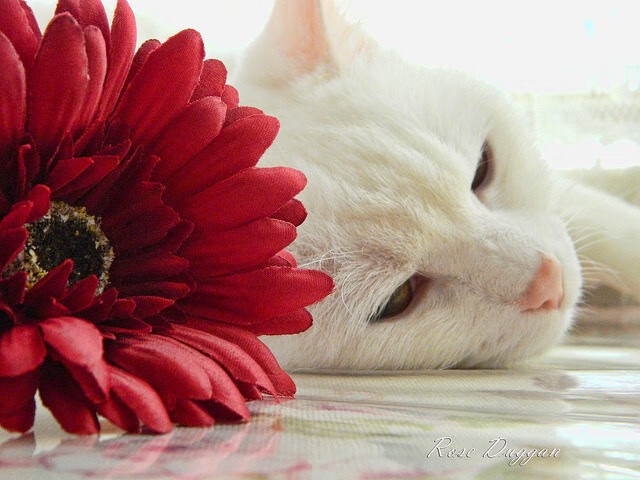 爱爱游戏-国家男篮在封闭训练中强化默契配合,男篮国家集训队员名单