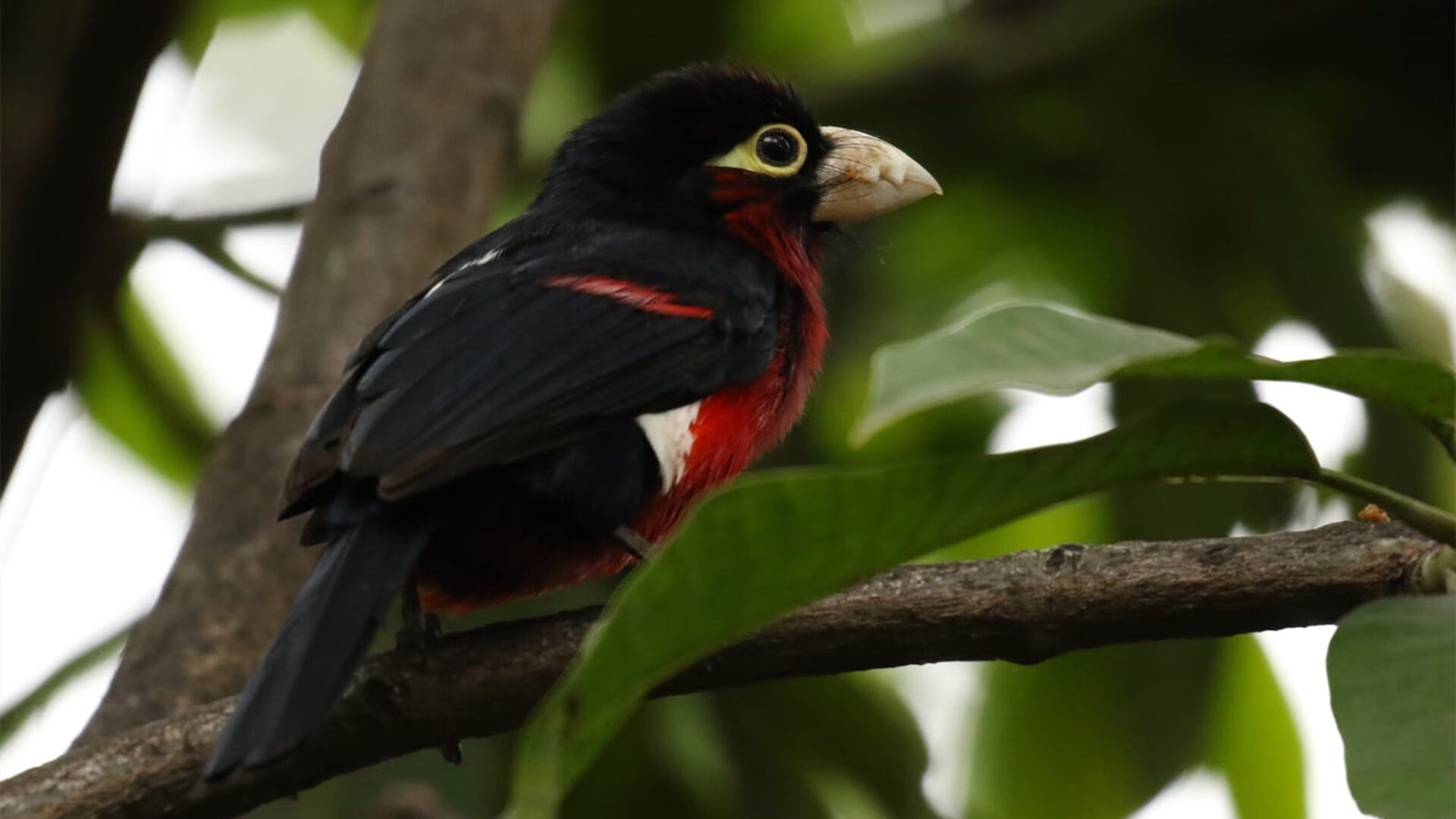 爱游戏网址登录-国际乒联混合团体世界杯：澳大利亚队的表现让人期待未来，乒乓男团澳大利亚