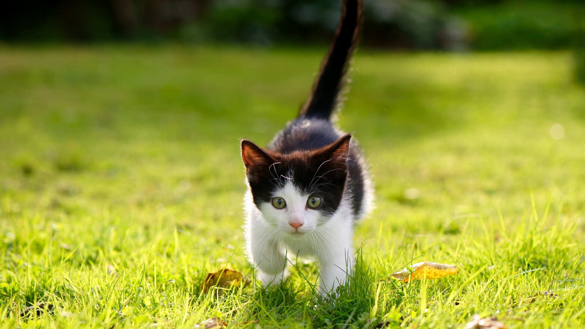 爱游戏下载-篮球文化传播是否只停留在表层娱乐,篮球文化传播是否只停留在表层娱乐中