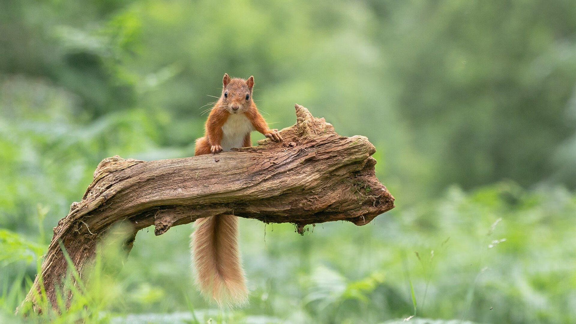 爱游戏电竞官网入口-“马科斯·莫奇：阿根廷美洲狮队的全能防守者，未来星光熠熠”